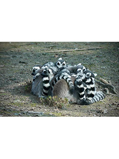 《冬日动物园》 之一 上海爱森 游丕荣